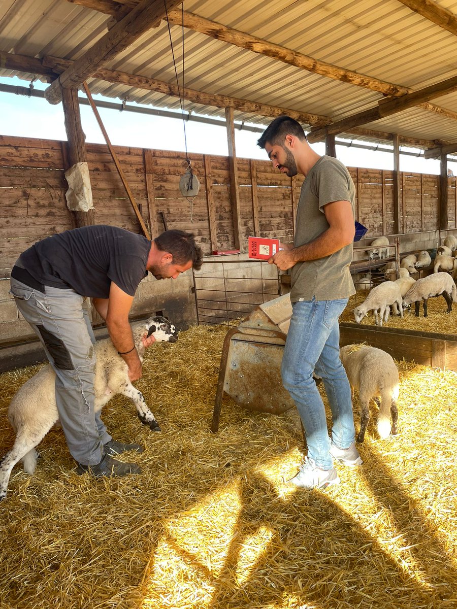 oviancri's tweet photo. 📸 A Granja XicuXai fa uns dies estaven triant xaies de reposició 🐑.  Una de les altres feines que tenim els ramaders, és triar les xaies que ens quederem per futures mares.👇🏻 https://t.co/mslm4unCgD
