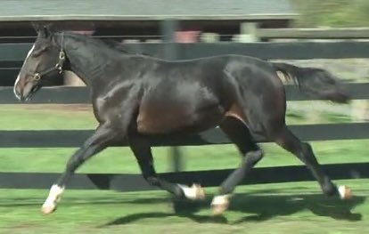 ZetteStable's tweet photo. Get some chrome in your stable! @Standardbred Sale Hip #915, TUXEDOCAT ZETTE is by proven sire #CANTABHALL and the 1st colt/2nd foal from FOXY ZETTE, she a full to FASHION FELINE, 1:53 (501K), ON THE SLY, 1:52.3 (307K), BLACK BROADWAY, 1:53.1 (205K) etc.; see him @ Hunterdon now! https://t.co/gHHtiqpavs