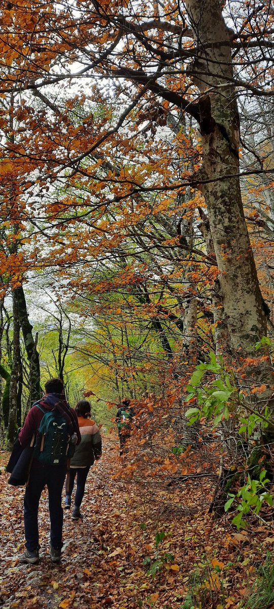 pirimpipetta's tweet photo. #bagnodicolore #boscodellefate #autunno https://t.co/YEoW5uUiJR
