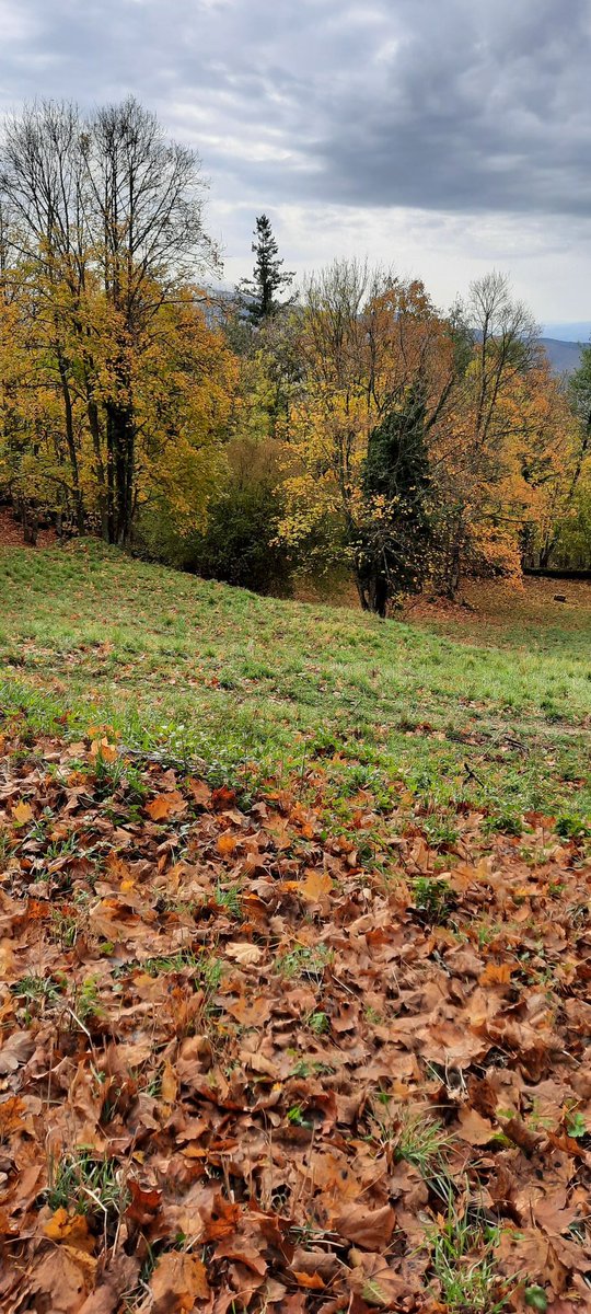 pirimpipetta's tweet photo. #bagnodicolore #boscodellefate #autunno https://t.co/YEoW5uUiJR