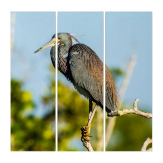 LowellMcnamara's tweet photo. https://t.co/uOrISpKXGv #BirdPerfect #Birds #Birding #Florida #LouisianaHeron #Heron #Nature #DanielMcNamara #Zazzle https://t.co/evu1IdoGtl