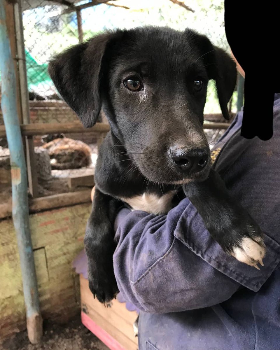 FundacionLucila's tweet photo. De una camada de 5 bebés nos quedan ellos 2 ♥️.
Una hembra y un macho. 
Tienen 3 meses, se entregan desparasitados y vacunados. 

Si no puedes adoptar por favor ayudanos a difundir ♥️. Tal vez tu familiar, amigo o conocido está buscando un compañero de 4 patas 🥰.

Si deseas https://t.co/6WrUWVtqwJ