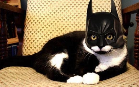 purringtonpost's tweet photo. Even super heroes need a day off. #cats https://t.co/fnrA6jSZMN