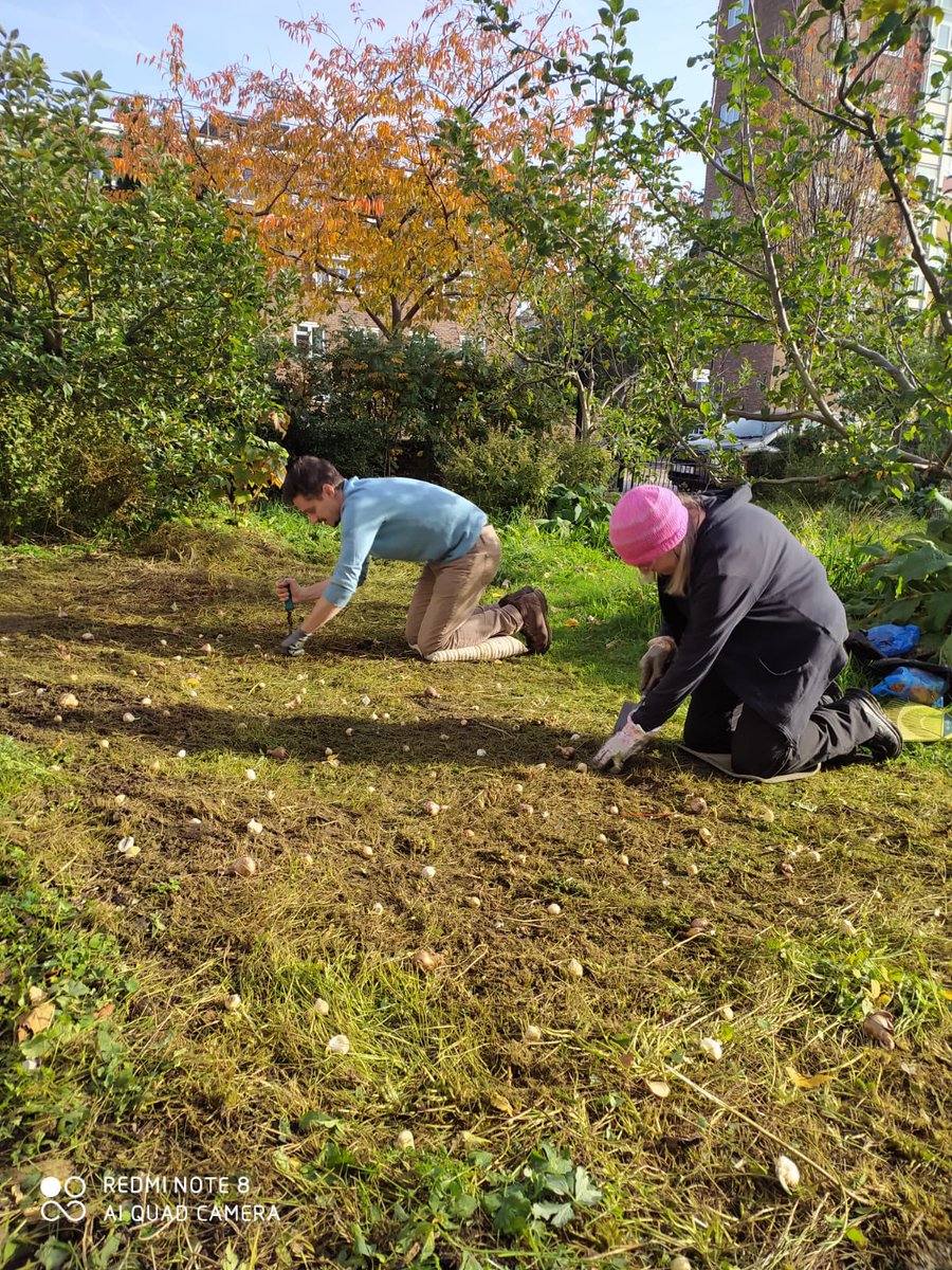 OrchardWenlock's tweet photo. Nice mix of bulbs went in to the orchard today including some Tenby daffodils. White campion and comfrey still in flower and dog wood just bursting into flower from new buds #communityorchard #bulbplanting #notspring #climatechange https://t.co/un7QyW7mdN