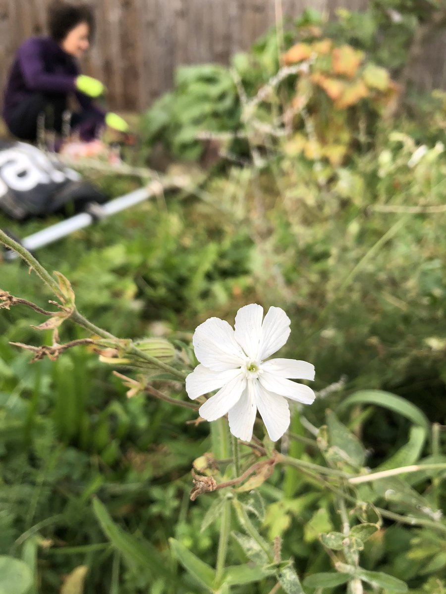 OrchardWenlock's tweet photo. Nice mix of bulbs went in to the orchard today including some Tenby daffodils. White campion and comfrey still in flower and dog wood just bursting into flower from new buds #communityorchard #bulbplanting #notspring #climatechange https://t.co/un7QyW7mdN