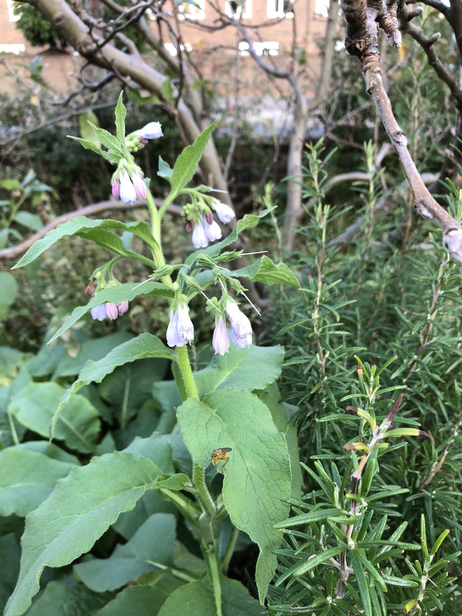 OrchardWenlock's tweet photo. Nice mix of bulbs went in to the orchard today including some Tenby daffodils. White campion and comfrey still in flower and dog wood just bursting into flower from new buds #communityorchard #bulbplanting #notspring #climatechange https://t.co/un7QyW7mdN