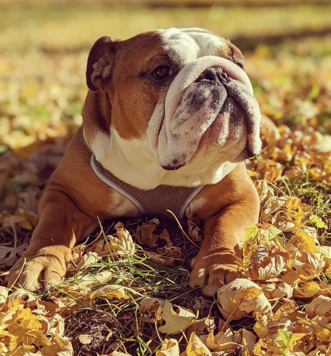 Dogs of MSP tweet media