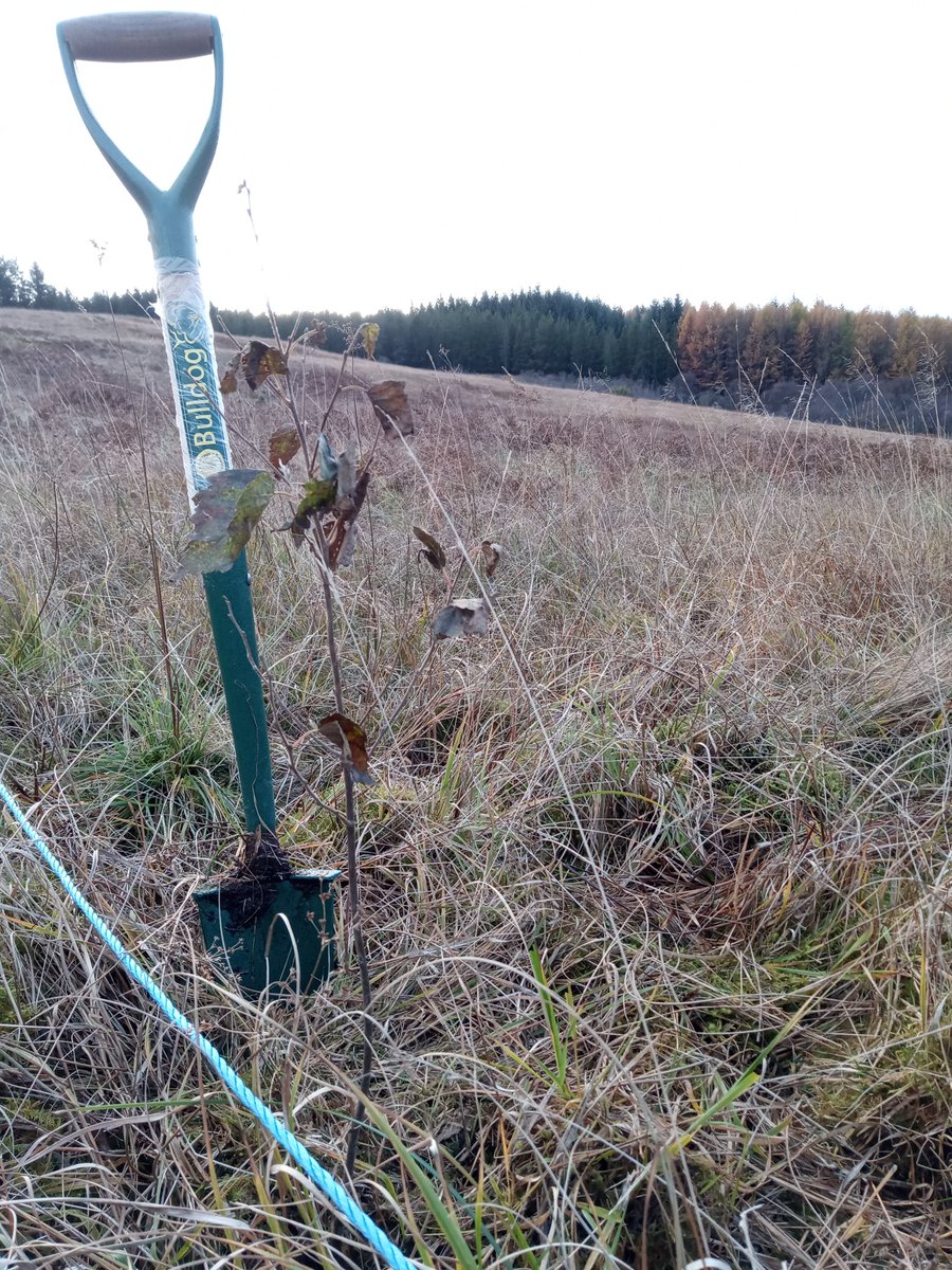 Veronica Furey tweet media