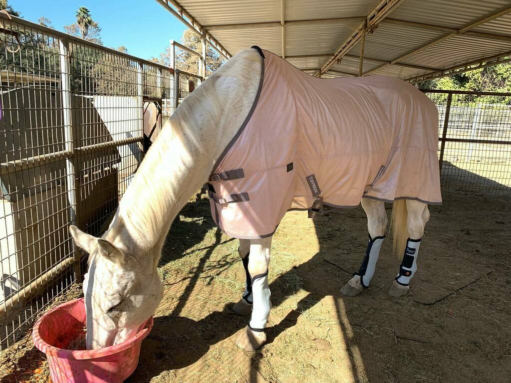 Reenie_Hutton's tweet photo. #bobbytheHorse is looking pretty sharp in his new rose fly sheet from @tuffrider_ &amp; his new #ARMA #airmotion fly boots! Now taking bets on how long they will last before being ripped, shredded or discarded!🤣😂🤣😂.
.
.
#barnlife #horse #horsesupplies #f… https://t.co/nJesNEL84G https://t.co/uTDVyfmu2b