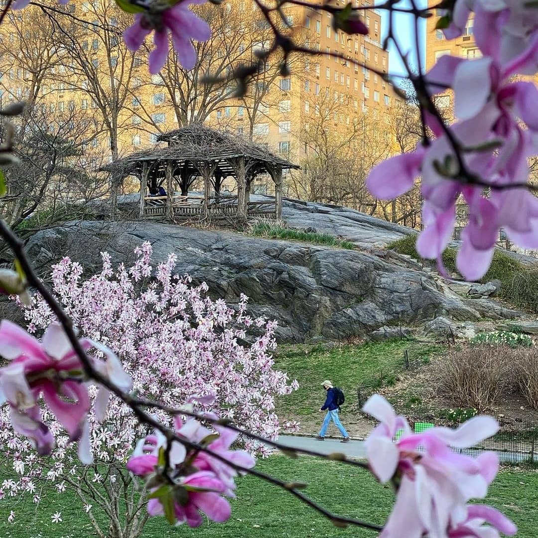 Piano_Joe's tweet photo. #CentralPark #treesinbloom https://t.co/56ATfCSJmH