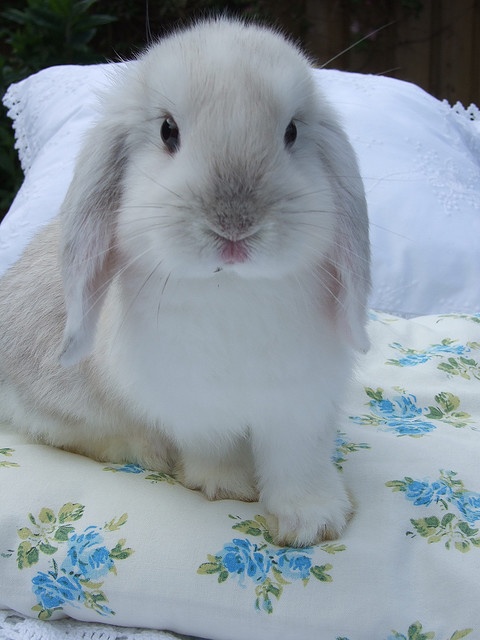 RabbitEveryHour's tweet photo. https://t.co/jsr7O3ULDb