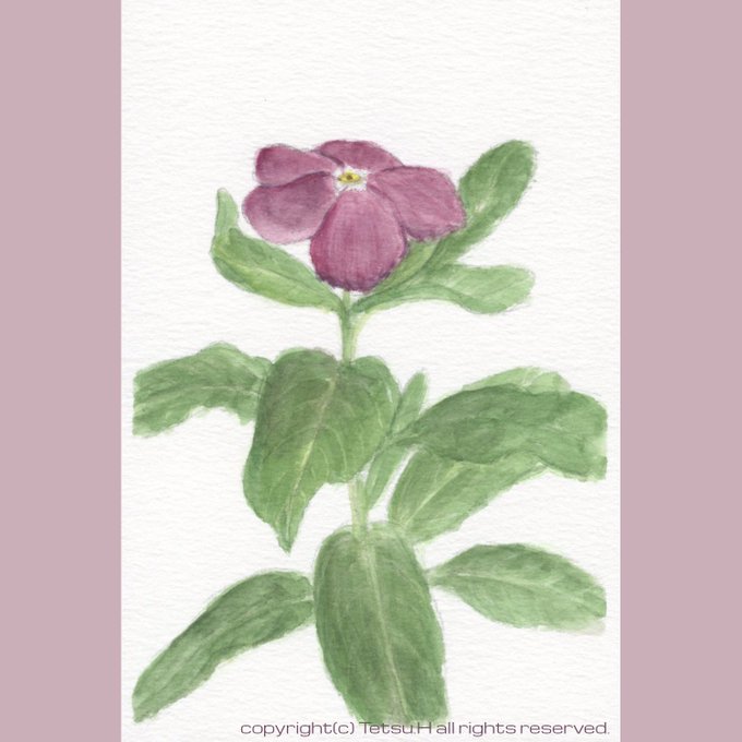 ニチニチソウのtwitterイラスト検索結果