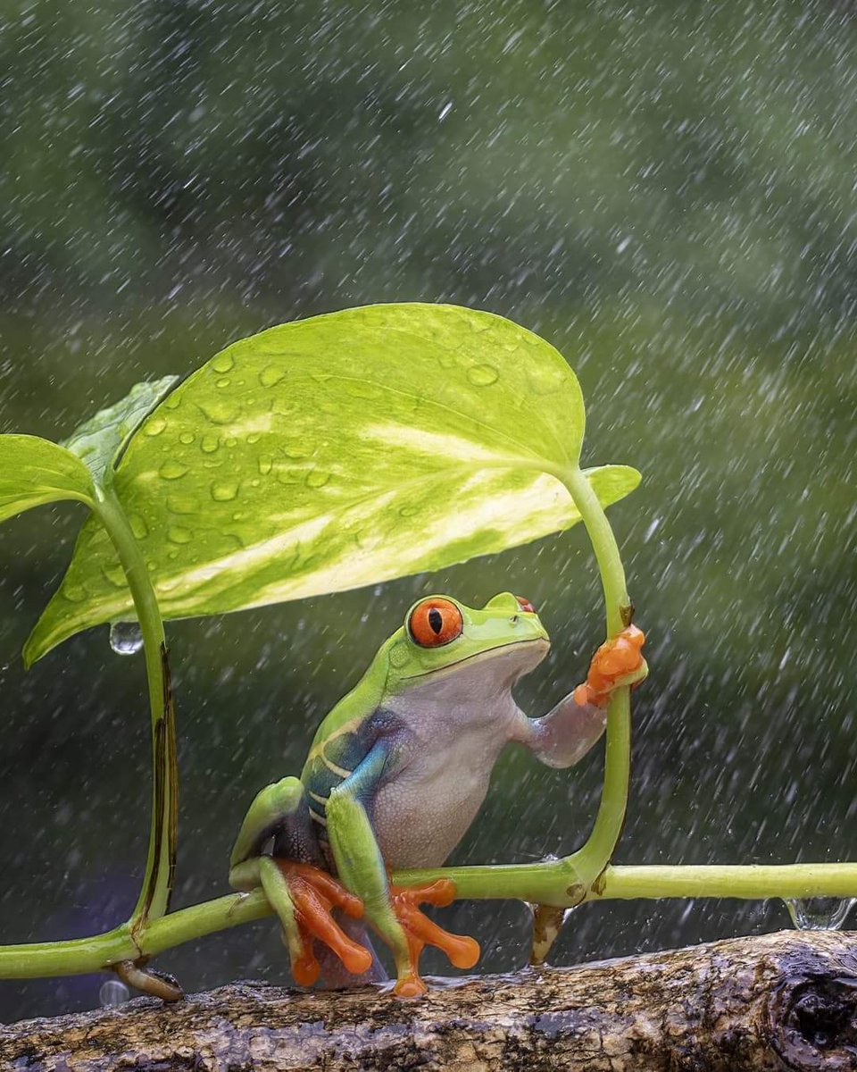 bosy_tawfek's tweet photo. ☔🐸💯 https://t.co/UvGPlrAkYP