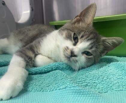 My name is JBC and my friends call me sweetie as that is exactly what I am. I am a 4 month old girl. 

I had gone directly to the vet when I was found. I was injured. Thanks to their amazing care I’m now at the adoption center. 

More good news is that I’m available for adoption!