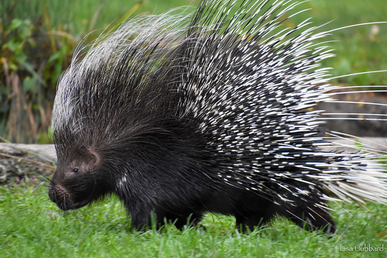 porcupine shooting quills