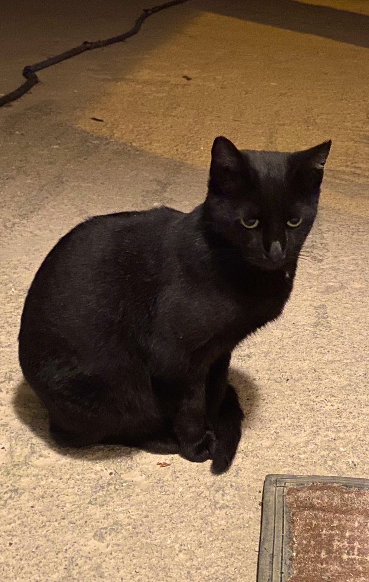 Phoebe1_'s tweet photo. Shadow🖤🐈⬛ follows me around🖤 #shesocute https://t.co/eaSDlPucZj