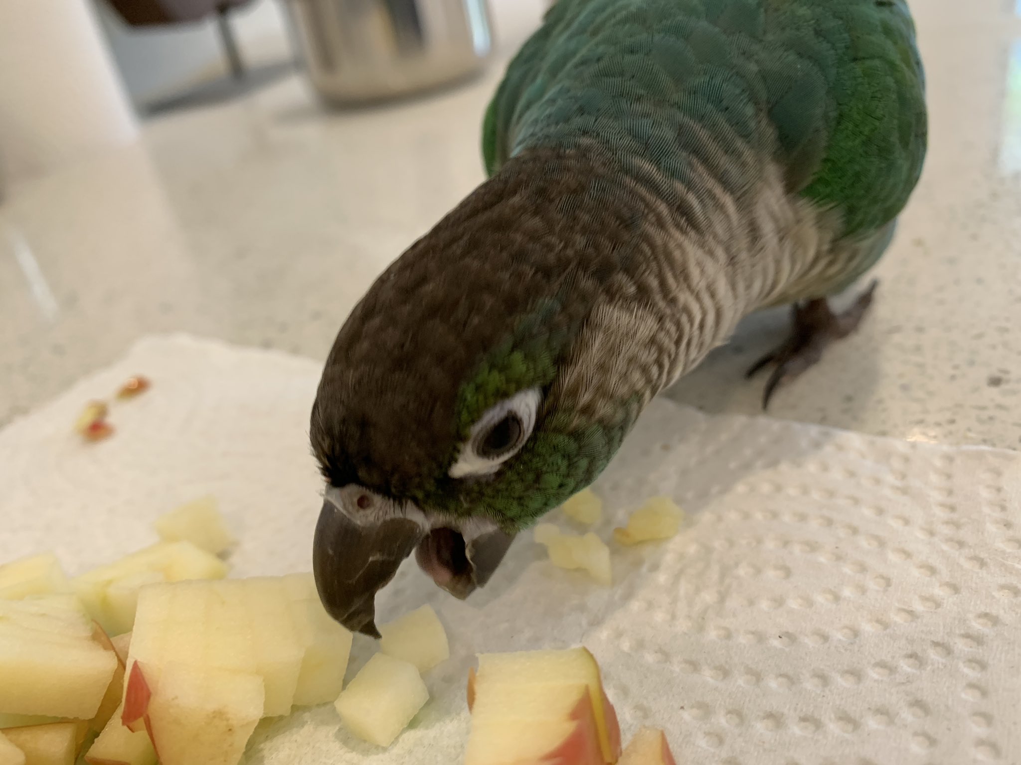 JaidenAnimations on X: Happy first birthday tofu 🥚 I have the two most  different birds in the world  / X