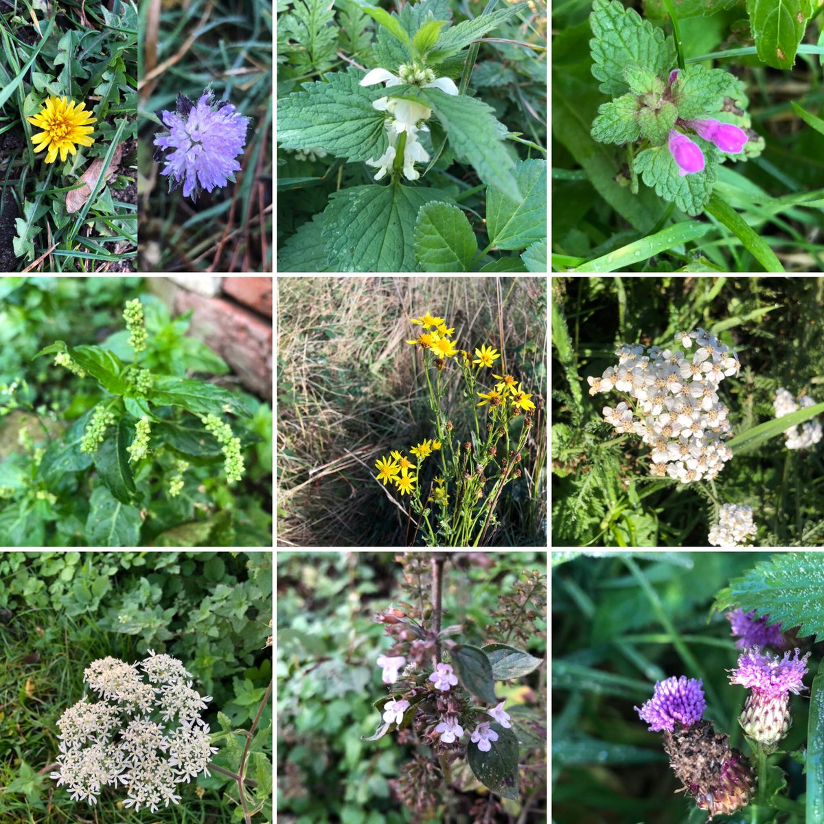 From this week’s wanderings in search of #TheWinter10. 
Dandelion, Field Scabious, White Dead-nettle, Red Dead-nettle, Annual Mercury, Ragwort, Yarrow, Common Hogweed, Lesser Calamint, Creeping Thistle. 
#WildflowerHour