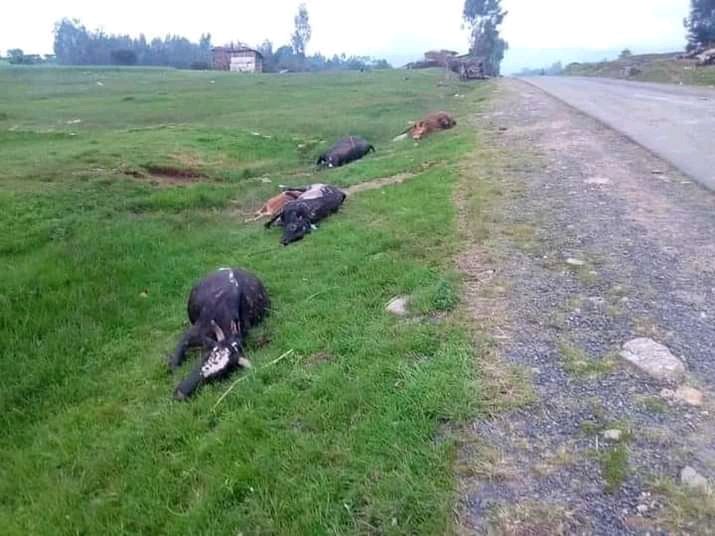 DanielMelkamuG's tweet photo. Even the @CNN, which loves the #TPLF, has brutally killed #Animals
#TPLFTerroristGroup 
#TplfIsWarCriminal 
#CNNFakeNews 
😂😎 https://t.co/9PjF7LEi8b
