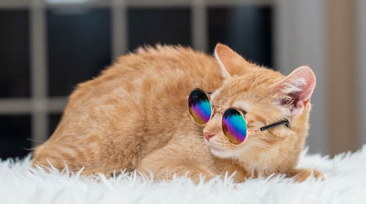 save2lives13's tweet photo. MEET JUNIPER 🐱➡️https://t.co/kkMZIwFY5f https://t.co/i76sFzrrzC