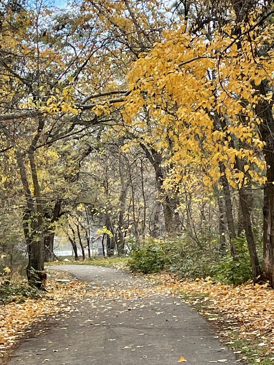 pentictonpost's tweet photo. Lots of color in the #okanagansimilkameen this November 🍁💛 A good year for #leafpeeping ! 💛🍁 #natureisperfect https://t.co/MXd6EPYHmE