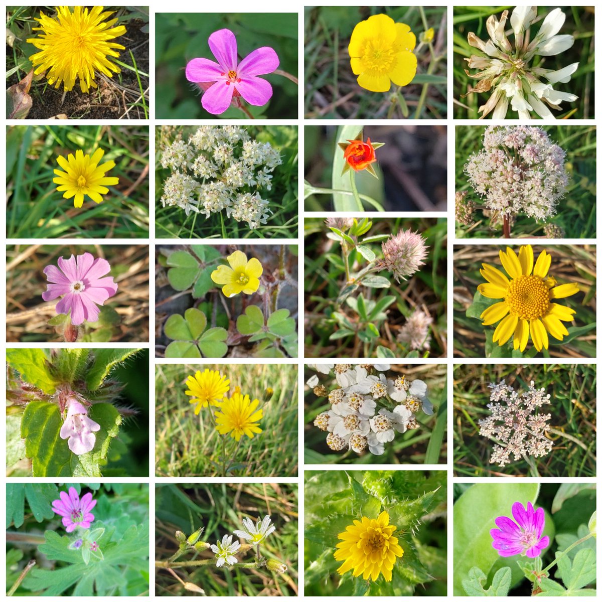 An afternoon stroll around my meadow today resulted in finding 24 wildflowers for #wildflowerhour  More than double the count for #TheWinter10 & too many for the photo collage 😃
Includes 3 Umbellifers, 3 Crane'
s-bills & my favourite this week Hare's-foot Clover