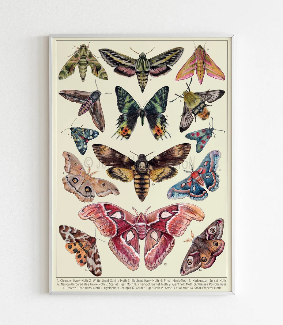 Have you seen my latest moth print..One for the Xmas list?! 🦋 They're going fast! 

Etsy.com/shop/JoeSteven…

#Butterflies #Moths #wildlife #Celebsforsmallbiz #HandmadeHour #nature