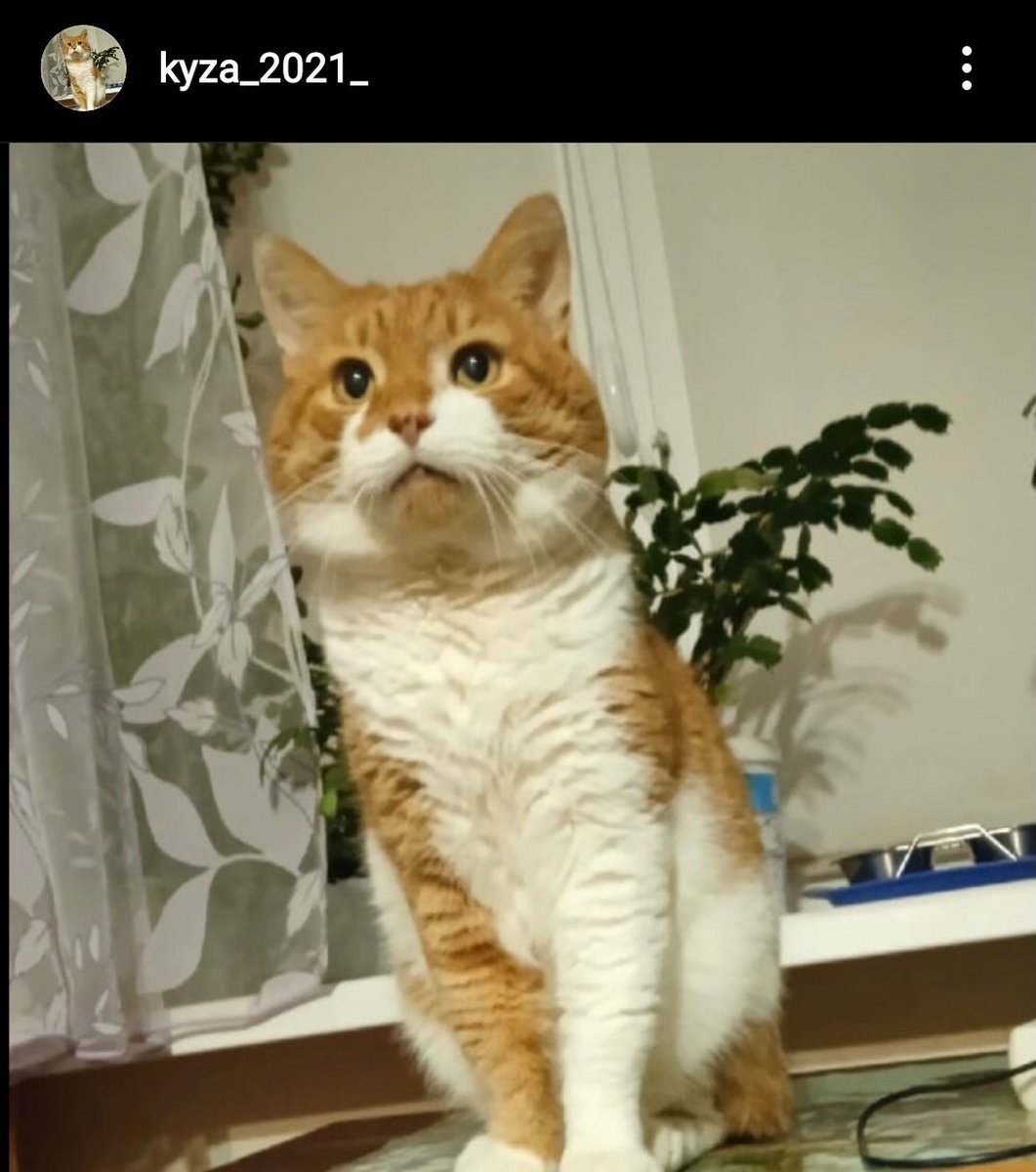 iystalablin's tweet photo. Ребята! Происходит ужасная несправедливость! Парочка из мести издевались и убили кота Кузю, а также выложили видео в вк. Я никогда не просила такого рода помощи, но если вам не сложно подпишите петицию! https://t.co/ToL9ErCbpZ