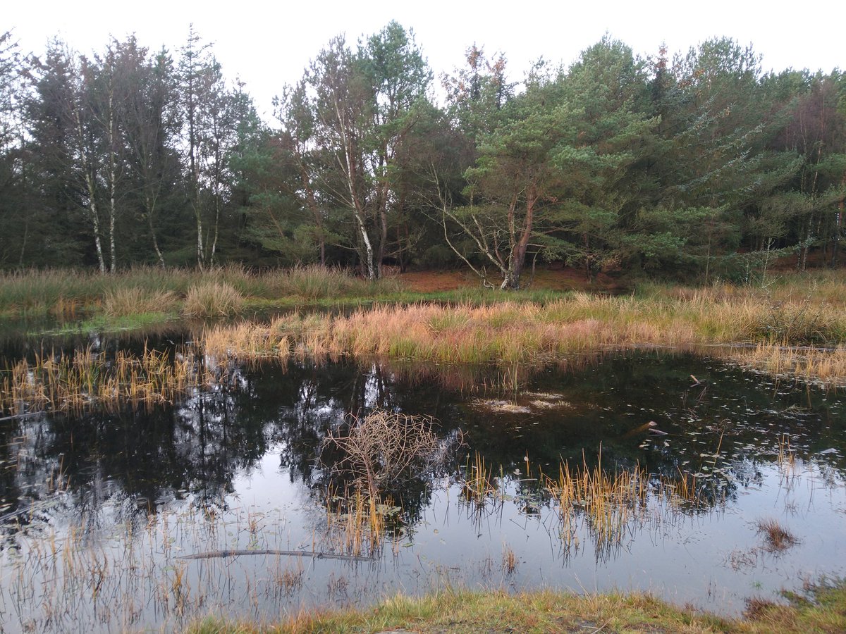 CardozoAnn's tweet photo. Randabergtur fra Vistnesstranda idag https://t.co/qeaQrWJtR4