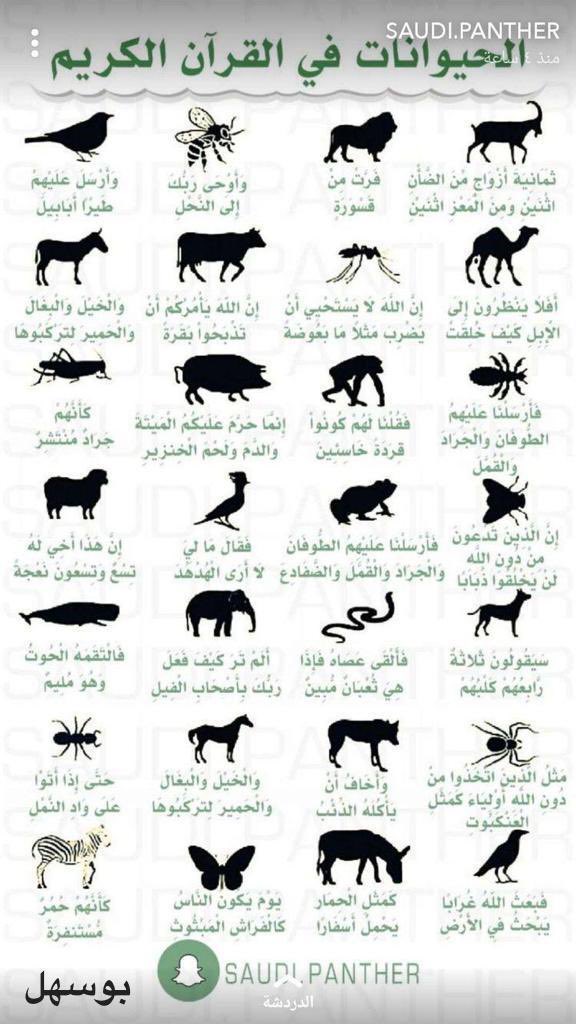 mssmK900's tweet photo. الحيوانات ف القرآن الكريم:

"ويَضرب الله الأمثالَ للناس لعلهم يتذكرون" https://t.co/NmnfBTHR7m
