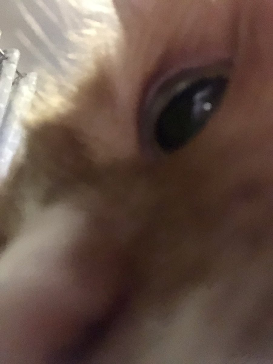 ScreamingSassy's tweet image. sniff
#CatsOfTwitter