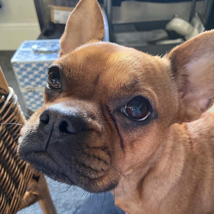 Protect_MyPet's tweet photo. We're very lucky to provide parasite protection to so many #packmembers, who come in all shapes and sizes. Our subscriptions are fully tailored and personalised to the needs of your pet. Meet Juno 😍

#PROTECTMYPET #partofthepack #nofleasonme #healthyhappypet #dogoftheday https://t.co/p9LZuQshmD