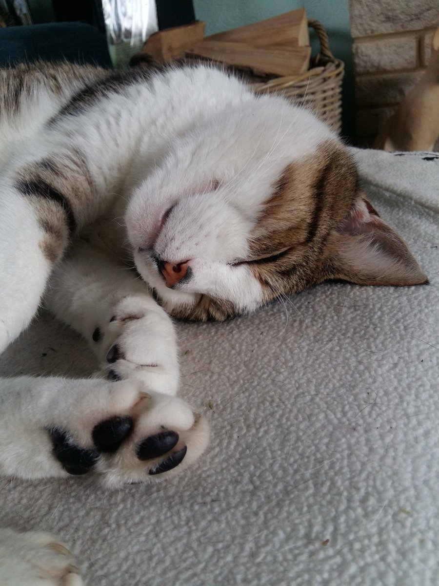 Fancy: Well what a busy weekend that was, I need next week to recover. #CatsOfTwitter