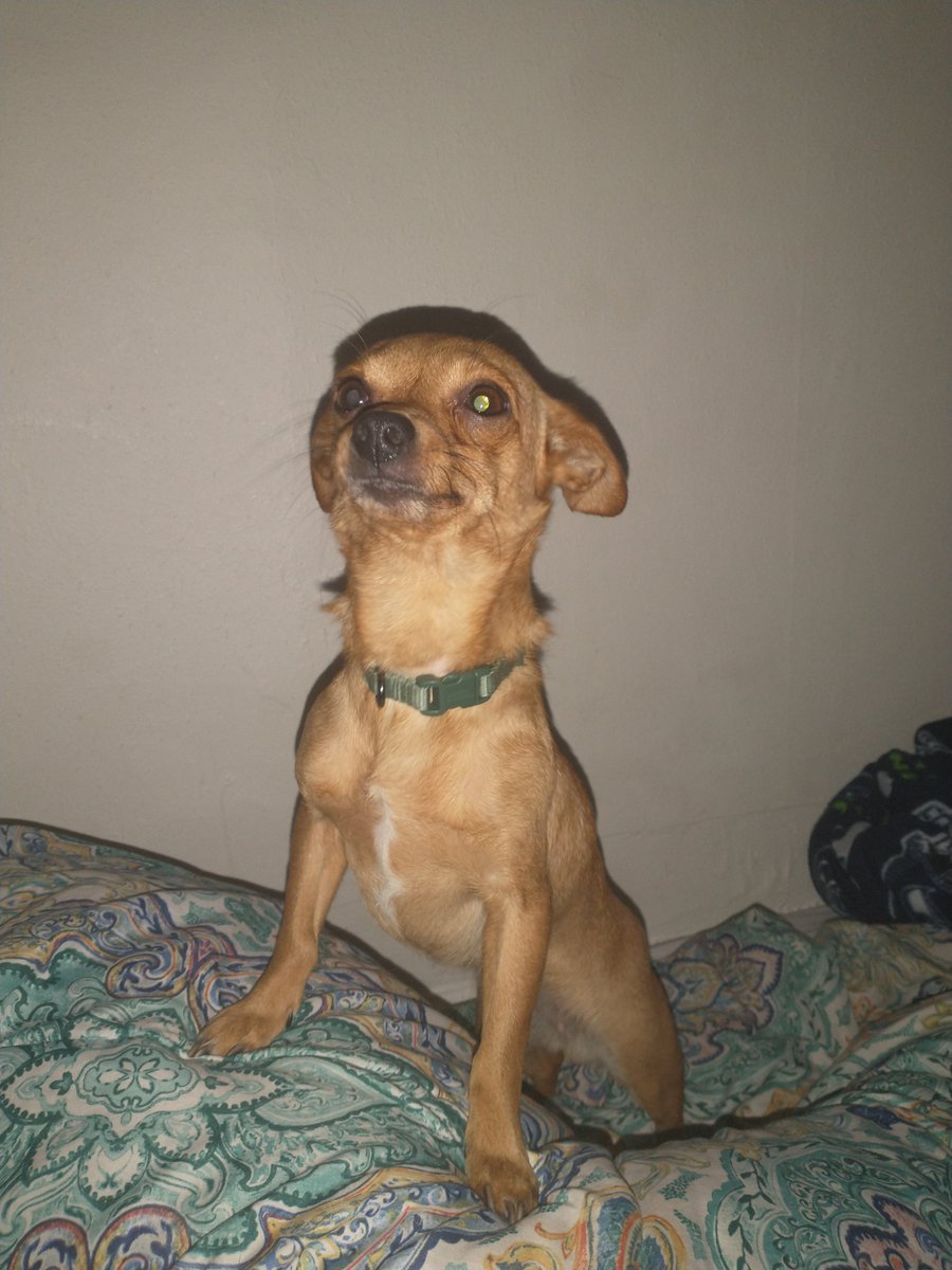 #CaneloPlant #Formula1 #feyaz #T20WorldCup #Yargi #YoursByJin #PAKvSCO

<a href="/tacobell/">Taco Bell</a> 

Can we bring back the Taco Bell Dog? 

Pico would be a good fit!