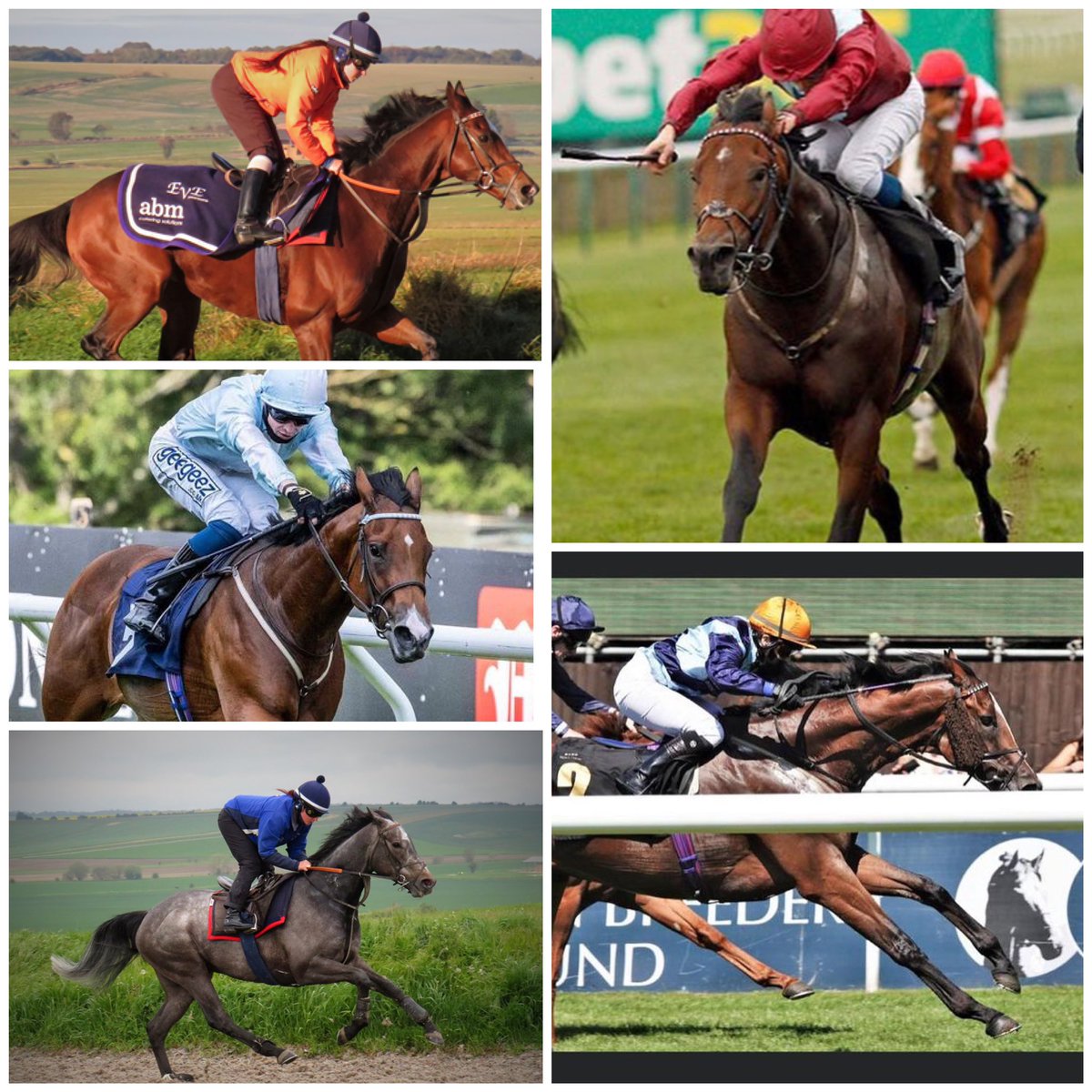 StephanieMay92's tweet photo. So 2021 flat season is over, very grateful to ride a few of theses beauties and great to see them winning this year ๐ #AccidentalAgent #Jumby #Buckingham #FlameOfFreedom #MyFavorites https://t.co/mFKAHrbLgZ