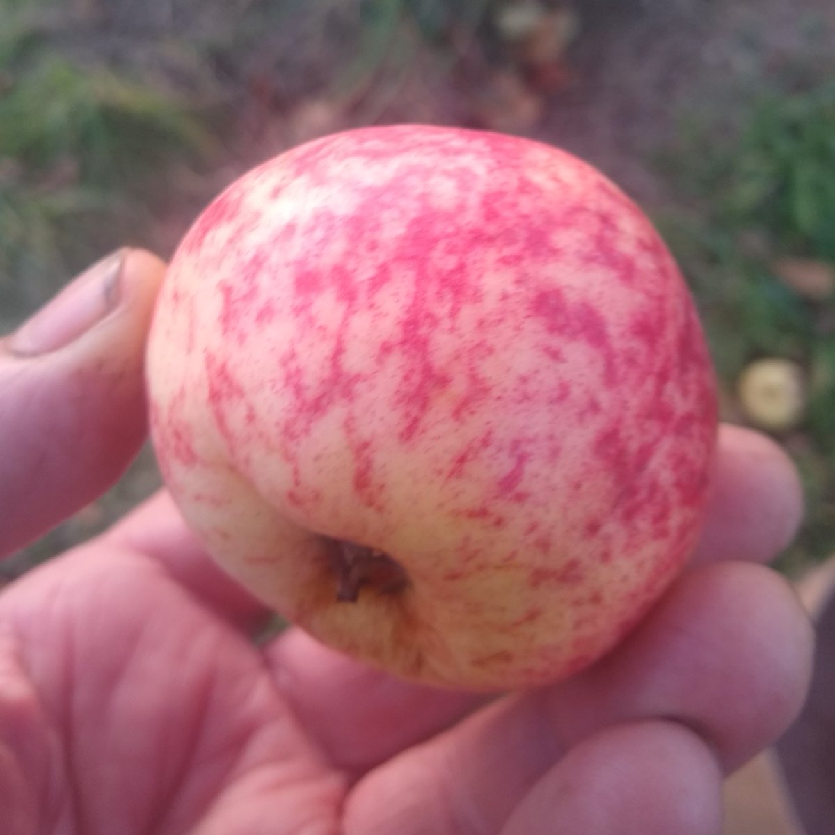 Welshapples's tweet photo. Already had a Paignton Marigold apple of the day, but this late windfall is spectacularly beautiful and worth sharing, I think.... https://t.co/c6T1J5Mysd