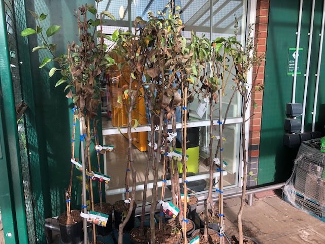 Heresthebears's tweet photo. ⁦@Morrisons⁩  “having promised a 33% reduction in carbon emissions by 2025,” …not by looking after trees  …in stores now #blah #blah #blah https://t.co/bMKam0Ckpx