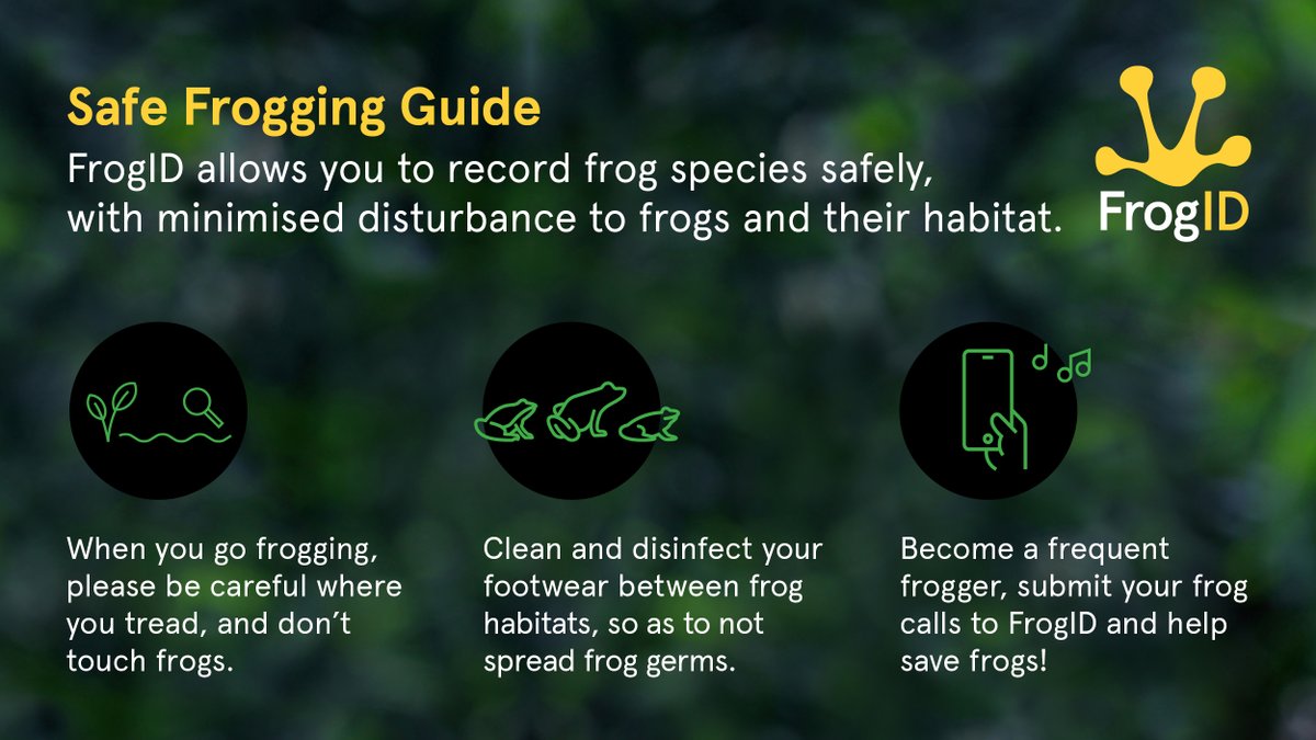 We’re excited for #FrogIDWeek kicking off this Friday! As you plan your activities, remember to clean and disinfect your footwear between different frog habitats to reduce the spread of frog disease. 

Haven’t downloaded the #FrogID app yet? Visit frogid.net.au