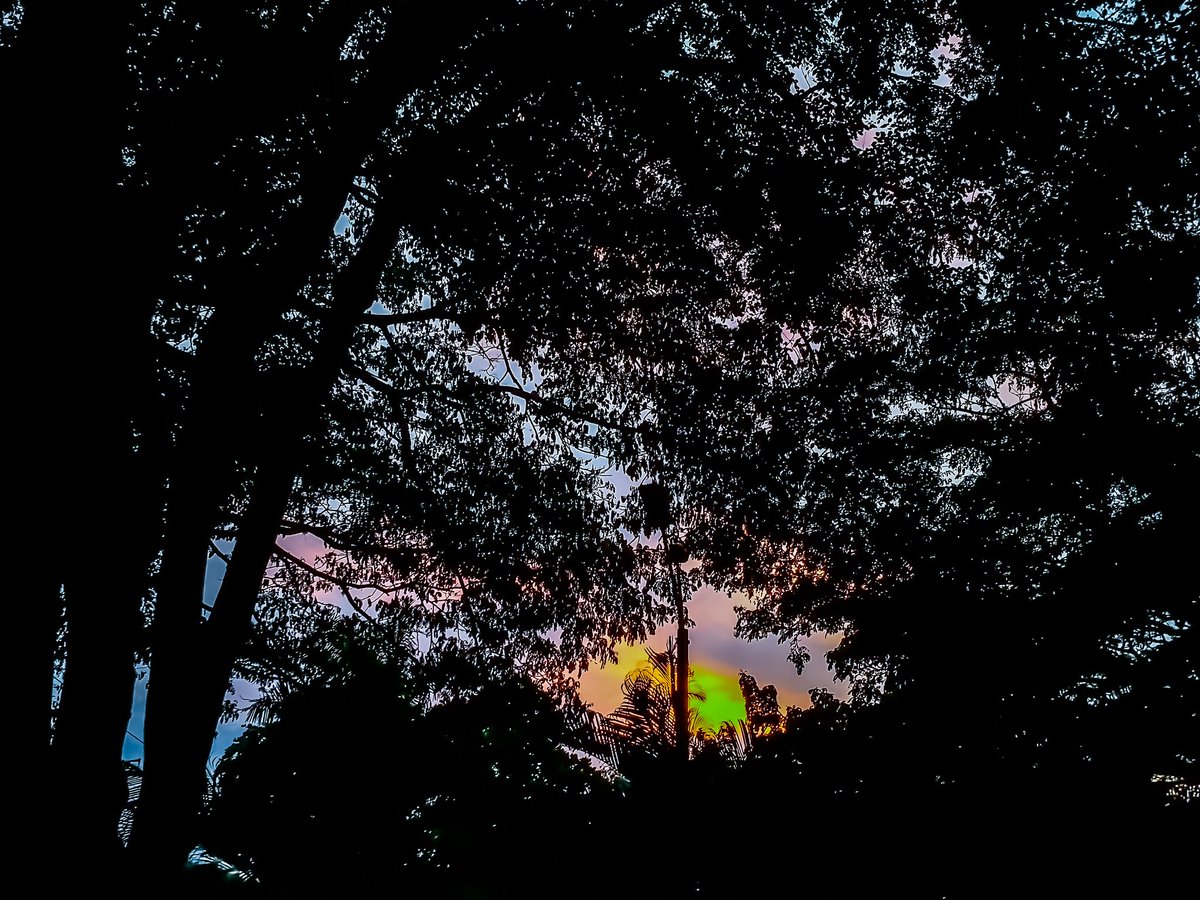 efeve's tweet photo. Y no me creen que fue cierto. ¡Fue alucinante! 😜😎/ And still they don't believe me it really happened. It was amazing! 😜😎
#leafscreen #pantalladehojas #trees #árboles #marveloustrees #arbolesmaravillosos #coloredsky #cielodecolores #sunset #atardecer #nature #naturaleza #Cali https://t.co/vMr4GFrttG