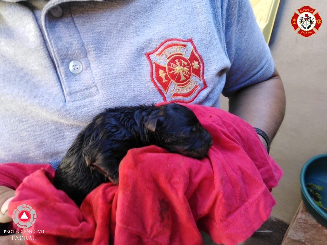 PCParral's tweet image. La Unidad de Protección Civil y Bomberos atendió un reporte de un cachorro 🐶 atrapado en el desagüe de una alcantarilla. 
Se realizaron maniobras de rescate para poder liberarlo, quebrando el concreto del patio. El pequeño cachorro ya está con su familia sano y salvo