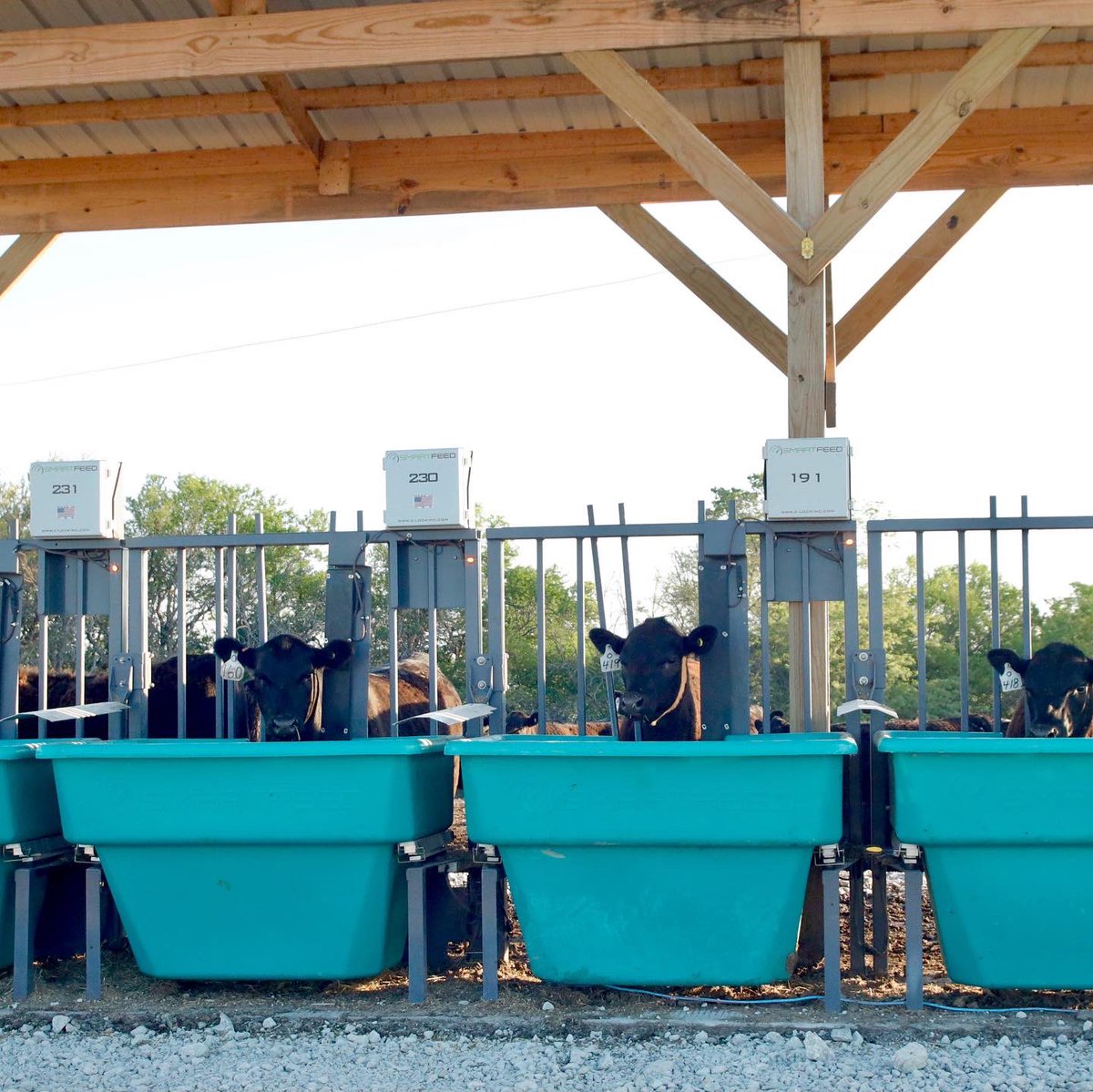 CLockLivestock's tweet photo. Take us back to summer days! 🌞
Are you enjoying the warm weather in Forth Worth, TX at the Angus Convention? We have our #smartfeed, #smartscale, and our #greenfeed on display. Don’t miss seeing this equipment in person.
#angusconvention #anguscattle #Feedefficiency #stoponby https://t.co/aTF3wgdPLG