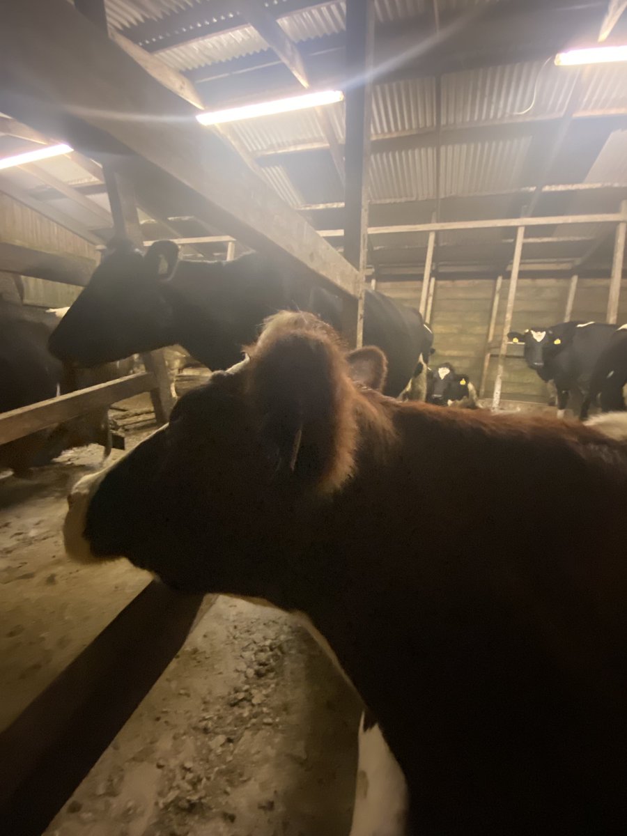 cassiustweets's tweet photo. For all the shite talked this week in and out of #cop26 this is why none of us will be giving up our girls in a hurry #firstnightin #lovecows #familyfarms https://t.co/zOwUHyoT9n