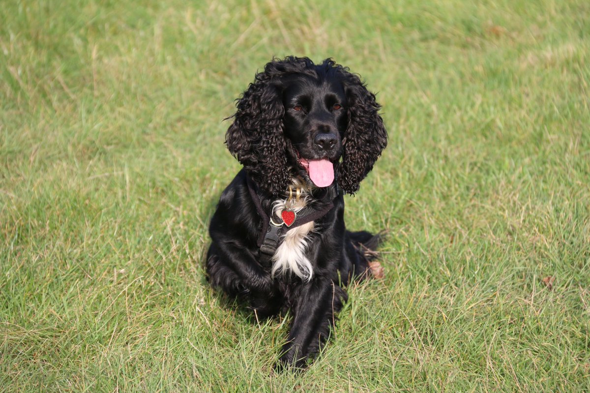 PaddyTheCocker's tweet photo. Sunny Sunday morning.
Only interested in the ball.
#DogsOfTwitter
#CockerSpaniel
#Rescuedogs
#BeMoreSpaniel
#LoveLifeLikeASpaniel
#HandsomeSpanielClub https://t.co/e301hEmJNE