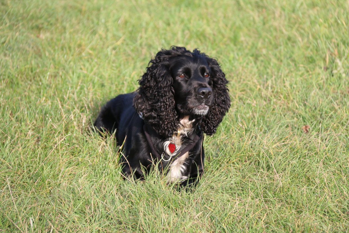 PaddyTheCocker's tweet photo. Sunny Sunday morning.
Only interested in the ball.
#DogsOfTwitter
#CockerSpaniel
#Rescuedogs
#BeMoreSpaniel
#LoveLifeLikeASpaniel
#HandsomeSpanielClub https://t.co/e301hEmJNE