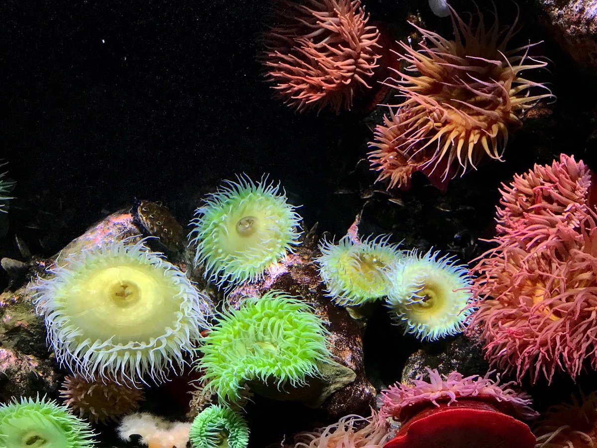 They’re no #aiptasia, but these anemones at the National Aquarium were pretty cool.