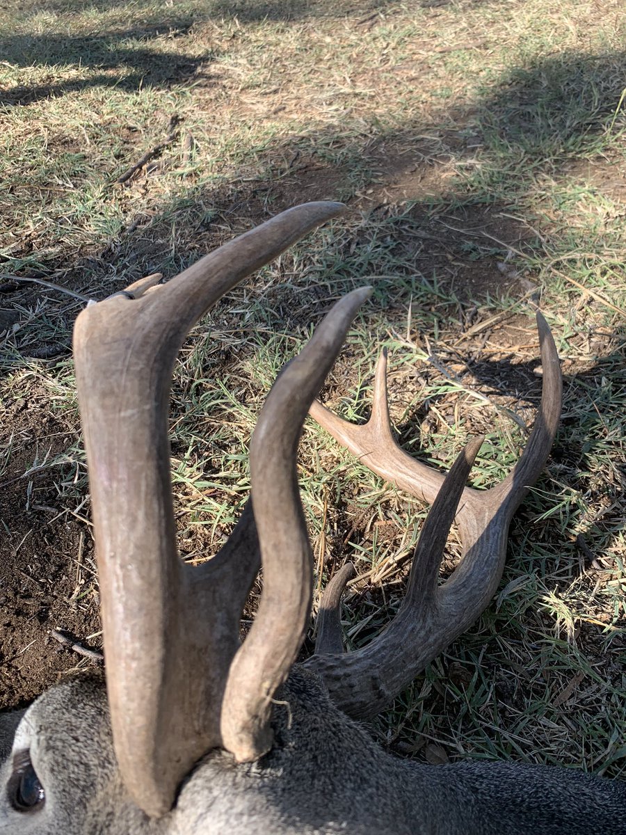 tinaghenry's tweet photo. I passed on a decent 10 Saturday morning to take this freak horned deer. #iamthecullinator #iamprois #buckcandy #basemap https://t.co/J6ID4mgtUq
