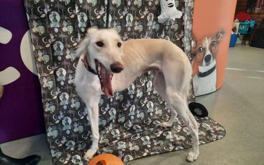AdoptionsUk's tweet photo. Please retweet to help Billy find a home #AYRSHIRE #SCOTLAND
Aged 1, although he's lost a leg it doesn't hold him back, he's easy going, loves to run and is a 'gentle giant'. He needs an adult home as the only pet with a garden
DETAILS or APPLYπ
https://t.co/TZjt4GqhFY
#dogs https://t.co/818R8QTzvj