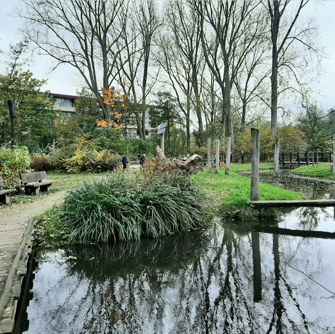 Bureau_RIS's tweet photo. Mooi om te zien dat projecten blijven groeien (letterlijk en figuurlijk) nadat ze zijn aangelegd! Bij #natuurspeelplaats #HetEiland in Gouda wordt maandelijks door onderhoudswerk verricht. Daarnaast is er als toevoeging een 1-puntsschommel geplaatst.
#natuurlijkspelen #Oosterwei https://t.co/AqxKN5aoMw