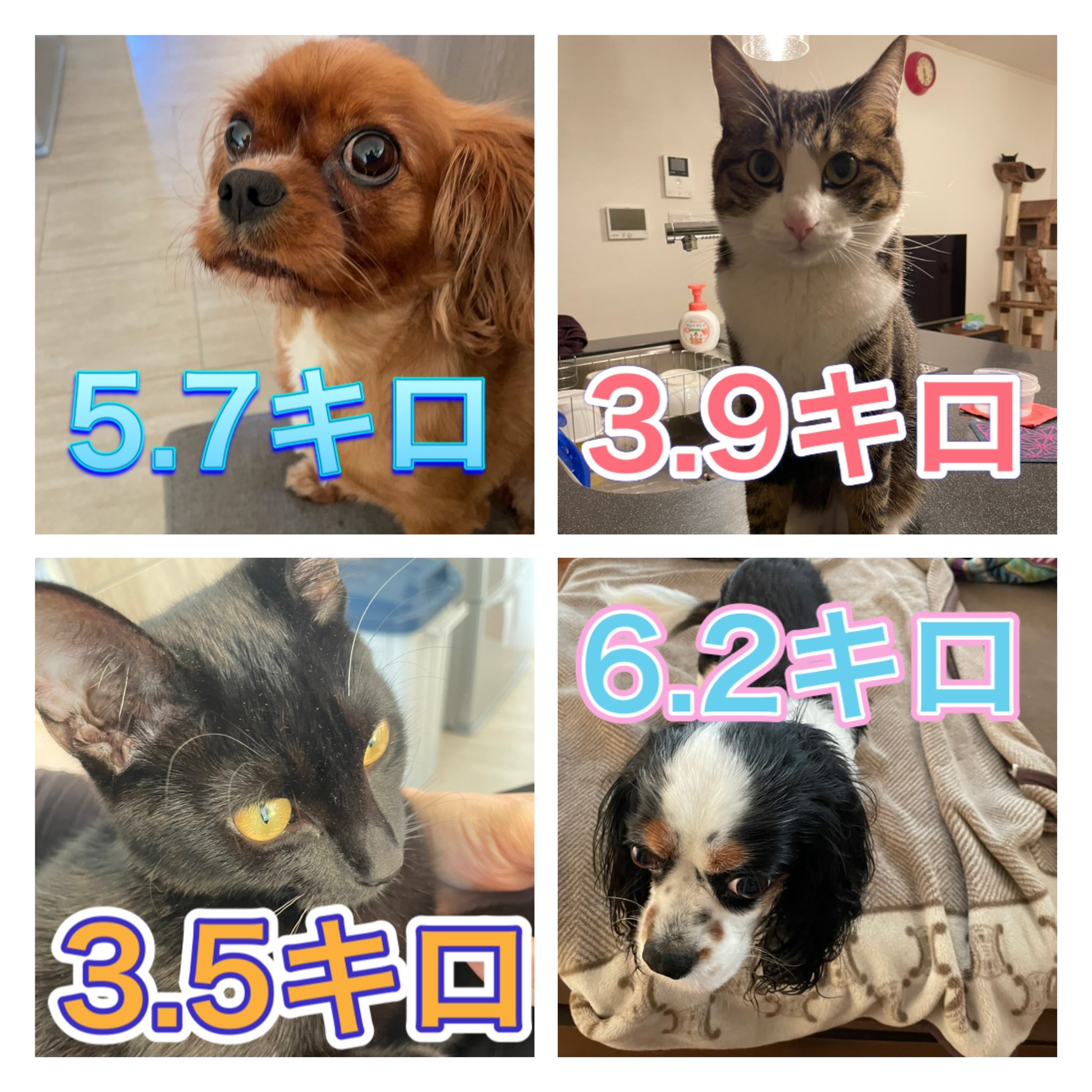おもしろ犬猫共同生活 6ijd8dnggwz1wlu Twitter