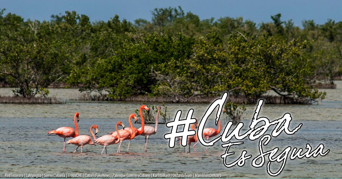 mellamoisla's tweet photo. Next November 15th, the "Biggest of the Antilles" is opening borders for international tourism. Our turism industry is ready to welcome you in a safe and healthy #Cuba.
#CubaEsSegura
#CubaIsSafe https://t.co/vK0zWKQRl1
